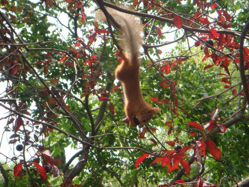 Фото Ольги Широковой, участницы летней школы бизнес-информатики 2007 и 2008г.